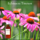 Echinacea tincture for immune system support, coughs and colds etc.