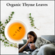 Organic thyme leaves for herbal tea supports respiratory health