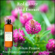 Red clover fluid extract, trifolium pratense liquid extract, for menopause and skin conditions.