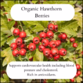 Organic hawthorn berries growing on a hawthorn tree. used for herbal tea and cardiovascular support.