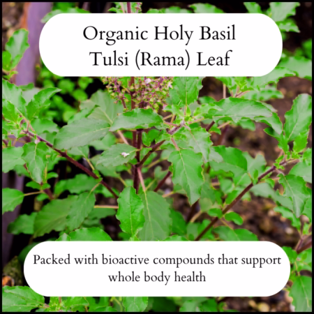 Organic Tulsi tea (Rama holy basil) loose leaf dried herbal tea for stress support and wellbeing